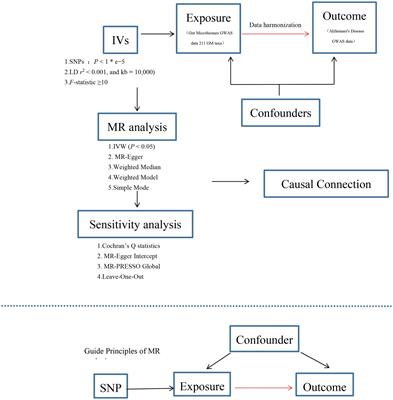 Unraveling the connection between gut microbiota and Alzheimer’s disease: a two-sample Mendelian randomization analysis
